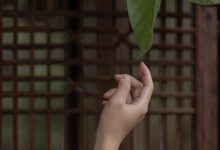 [YITUYU艺图语]2023.04.13 庭有枇杷树 时生[24+1P／339MB]-爱图屋
