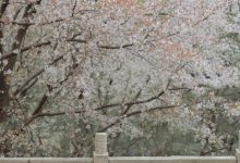 [YITUYU艺图语]2023.03.13 相见欢 知岫[25+1P／372MB]-爱图屋