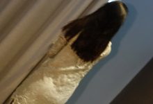 [ROSI写真]2023.06.11 NO.4206[224+1P／282MB]-爱图屋