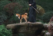 [YITUYU艺图语]2021.10.11 犬侍 老乔[20+1P／223MB]-爱图屋
